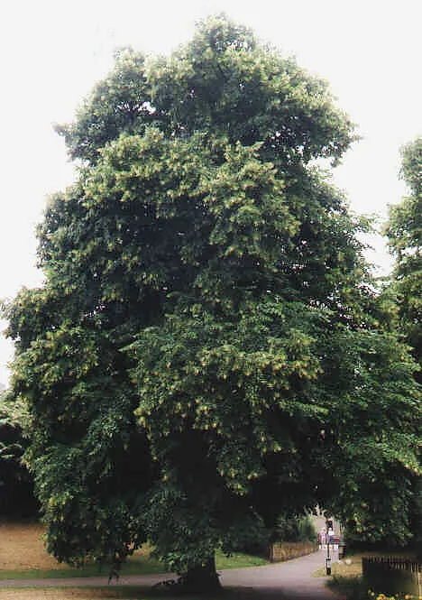 Broad-leafed Lime