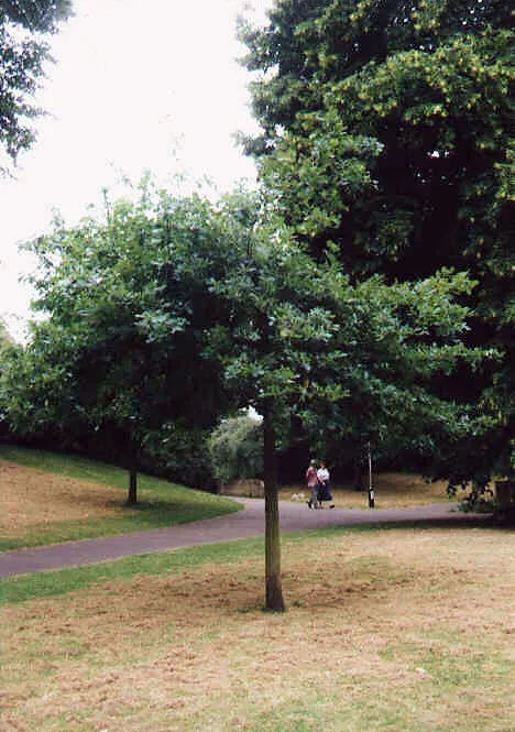 Common Oak