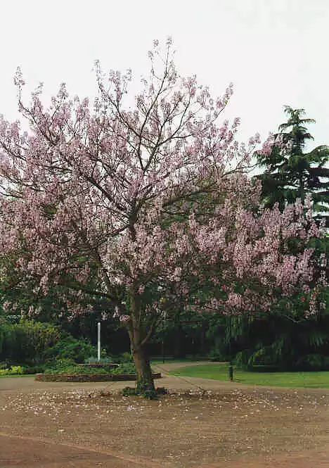 Foxglove Tree