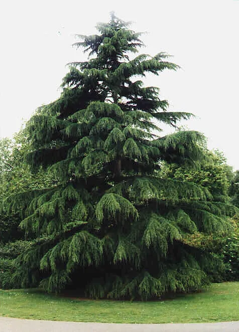 Himalayan Cedar