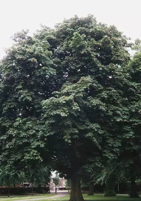 Horse Chestnut