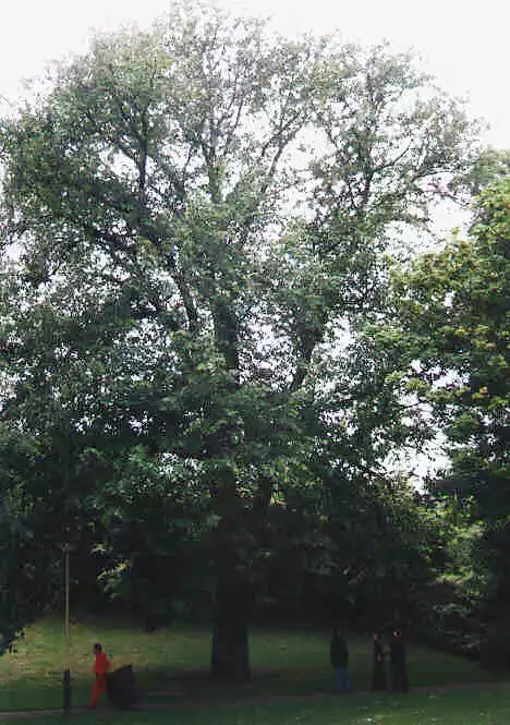 Huntingdon Elm