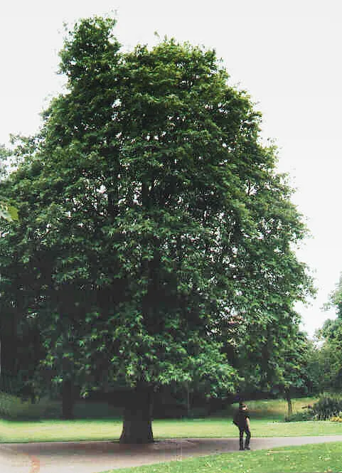 Oriental Plane