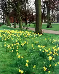 daffs